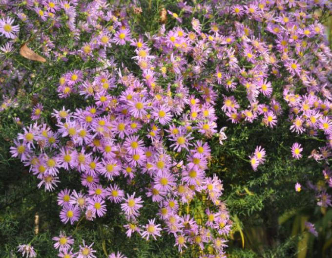 Aster Pink Star