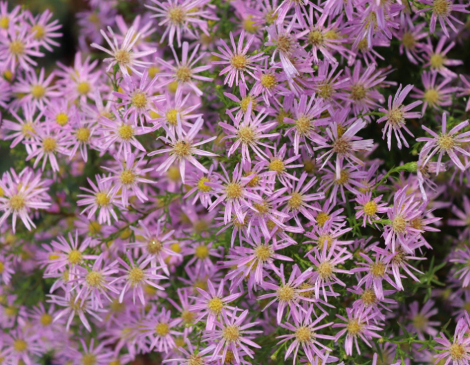 Aster Pink Star