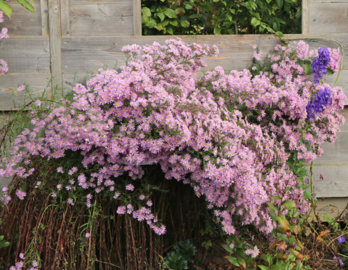 Aster Pink Star