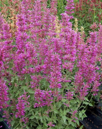 Agastache Summer Love