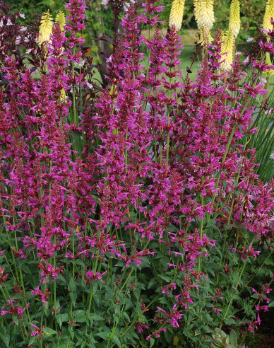 Agastache Summer Love