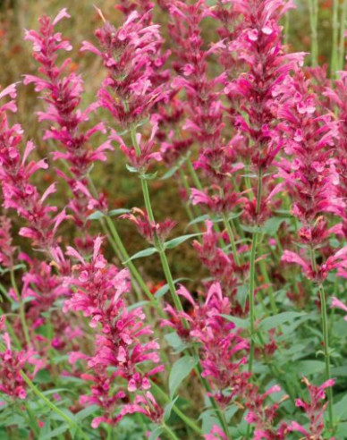 Agastache Summer Love