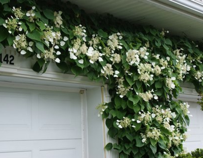 Schizophragma hydrangeoides Mondschein