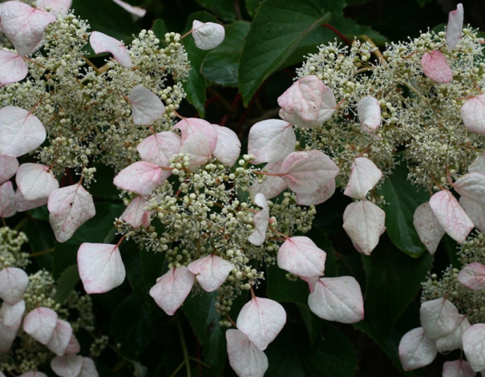 Schizophragma hydrangeoides Mondschein
