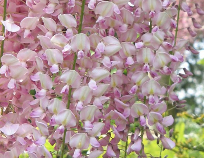 Wisteria blühend Honbeni