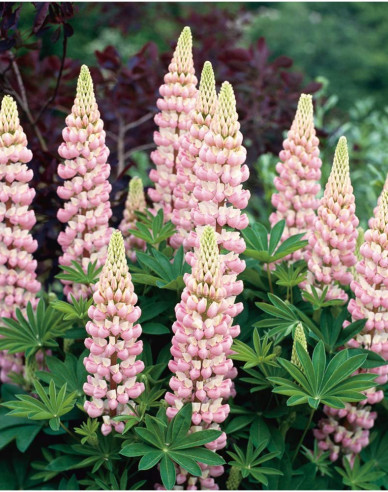 Lupine Gallery Rose Shades