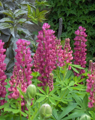 Lupine Gallery Rose Shades