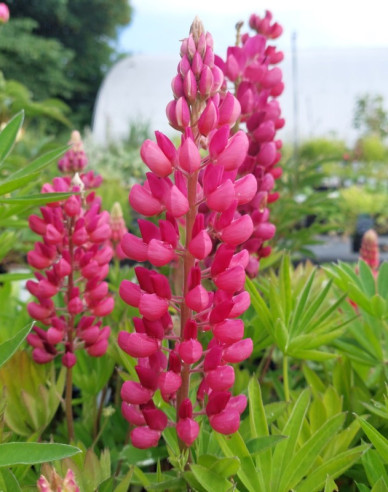 Lupine Gallery Rose Shades