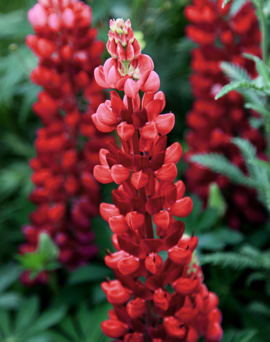 Lupine Red Shades