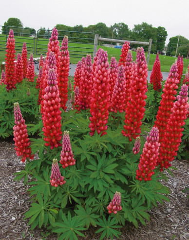 Lupine Red Shades