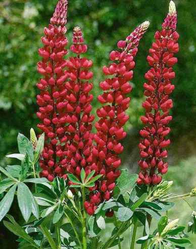 Lupine Red Shades
