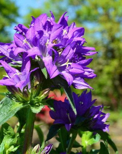 Glockenblume Superba