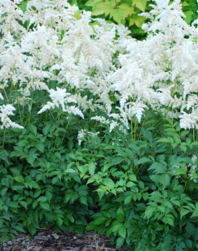 Astilbe Brautschleier