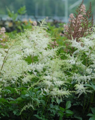 Astilbe Brautschleier