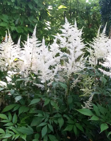 Astilbe Brautschleier