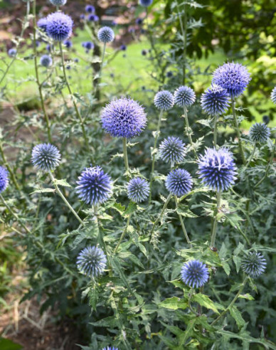 Banater Kugeldistel ´Blue Glow´
