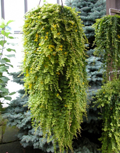 Geldspeicher Aurea