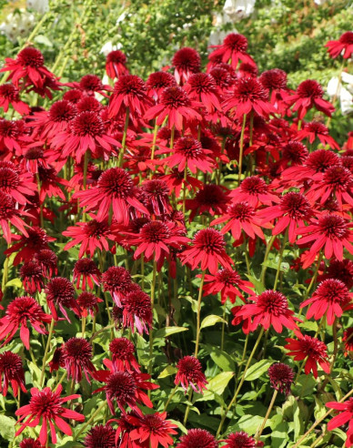 Echinacea ´Eccentric´