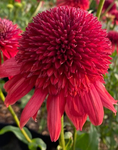 Echinacea ´Eccentric´