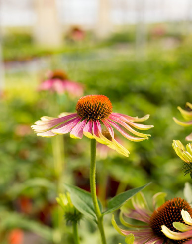 Echinacea Green Twister