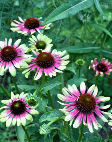 Echinacea Green Twister
