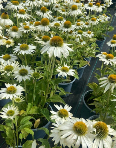 Echinacea Alba