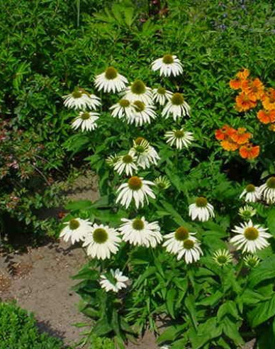 Echinacea Alba