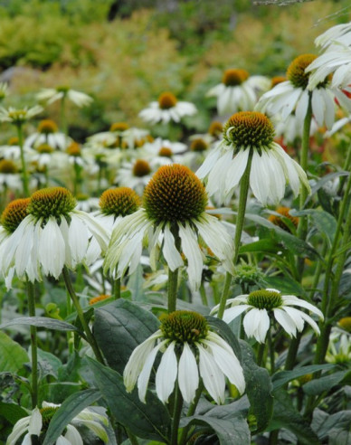 Echinacea Alba