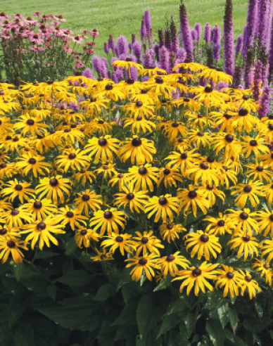 Rudbeckia Goldsturm