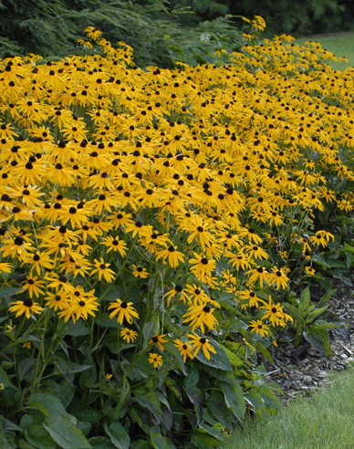 Rudbeckia Goldsturm
