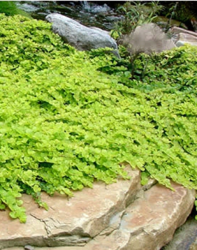 Geldspeicher Aurea