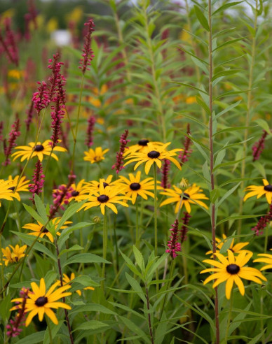 Rudbeckia Goldsturm