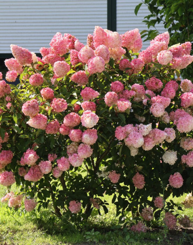 Hortensie Vanilla Fraise