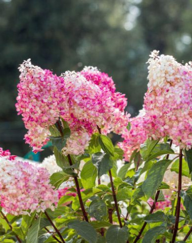 Hortensie Vanilla Fraise