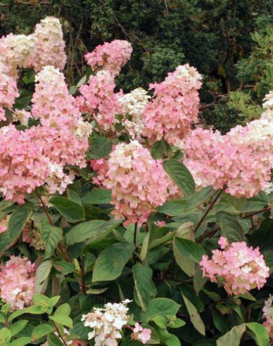 Hortensie Vanilla Fraise