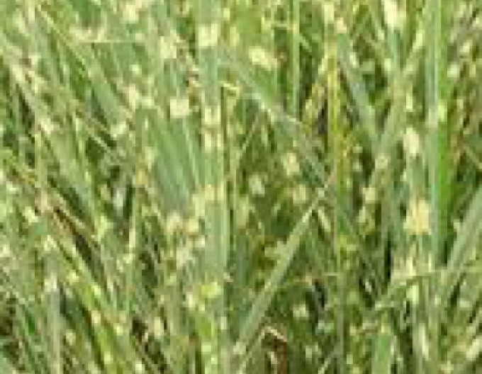 Chinaschilf Zebrinus