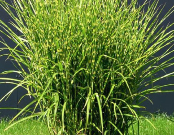 Chinaschilf Zebrinus