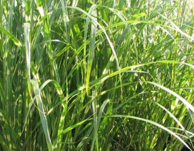 Chinaschilf Zebrinus
