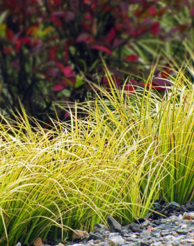 Japanischer Kalmus Golden Delight