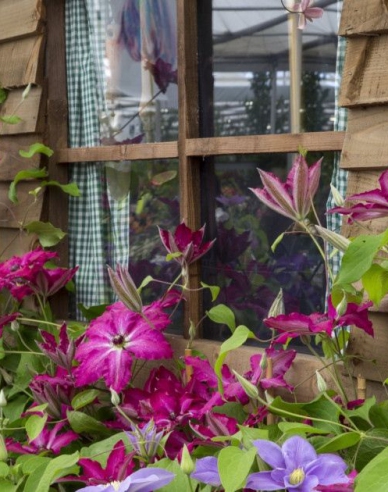 Plamienok Viva Polonia