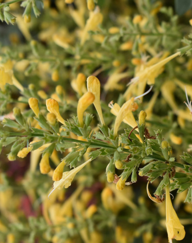 Agastache Summerlong Lemon