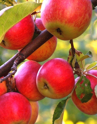 Apfel Rubinola auf M9, Cont. 5l