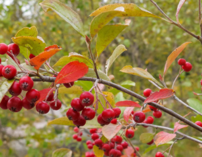 Aronia rotfrüchtig Stämmchen, Cont. 5l