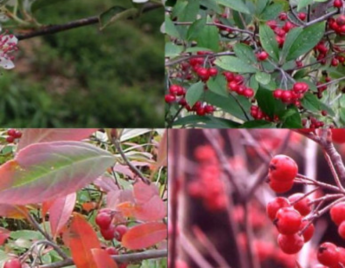 Aronia rotfrüchtig Stämmchen, Cont. 5l