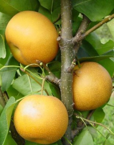 Asiatische Sommerbirne Hosui, auf Sämling, Cont. 5l