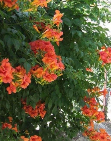 Trompetenblume Flamenco