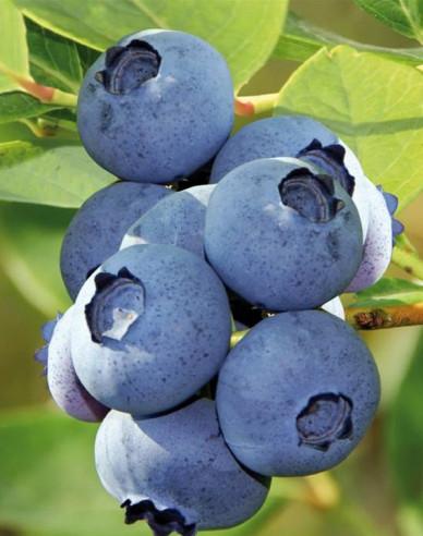 Heidelbeere Bluecrop 5l