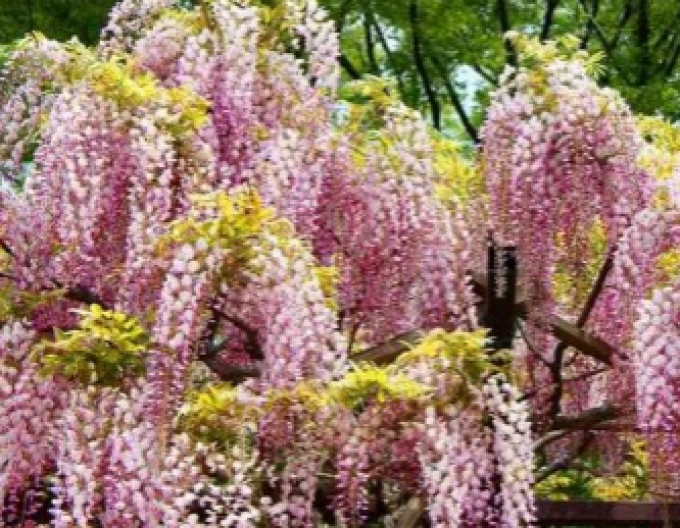 Wisteria blühend Honbeni