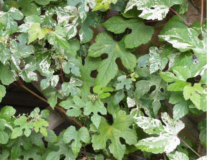 Ampelopsis Elegans