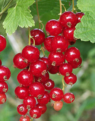 Rote Johannisbeere Rolan